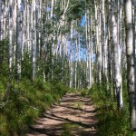 Aspens on the Trooper Traverse - Colorado