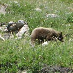 Bears