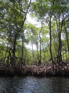 Los Haitises National Park Los Haitises National Park