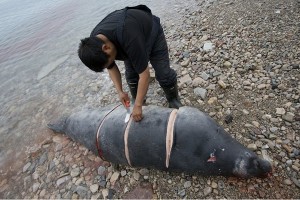 A caught seal is butchered A caught seal is butchered