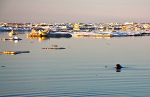 A seal sims in the icy waters A seal sims in the icy waters