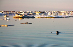 A seal sims in the icy waters